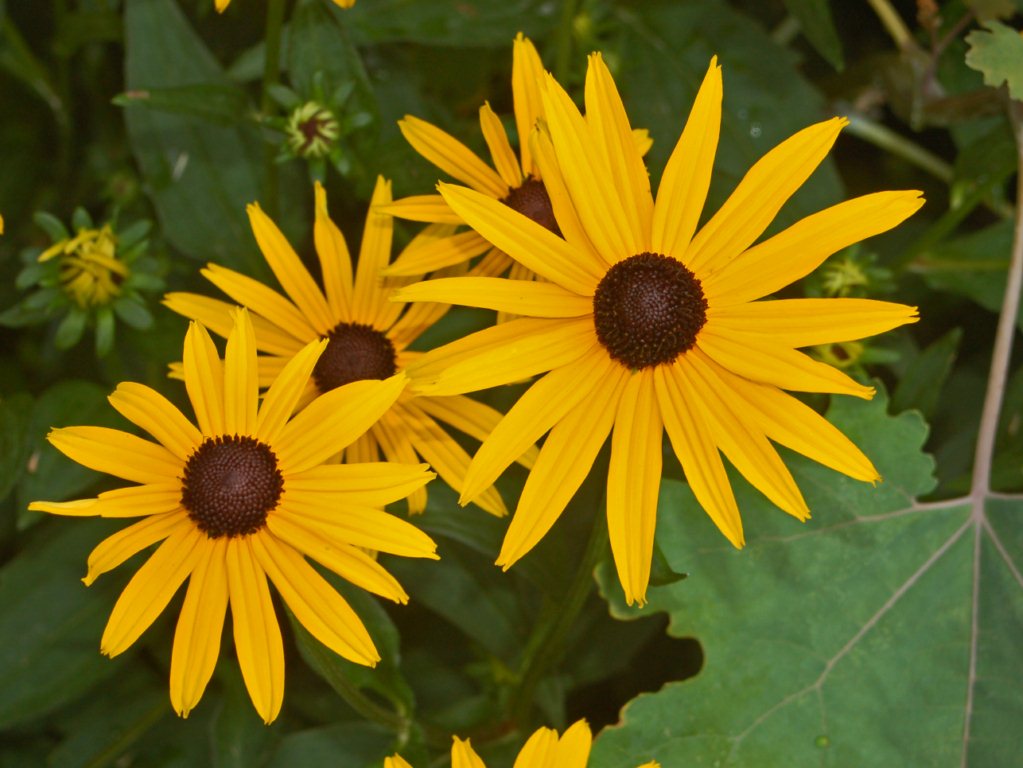Delle belle asteraceae gialle da identificare - Rudbeckia sp